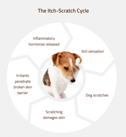 what causes dogs to scratch